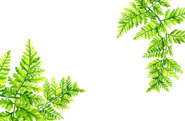 Fototapeta premium green leaves, fern, botanical painting, watercolor drawing, suitable for wedding invitations, postcards, posters