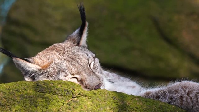 Sweet european lynx close up sleeping on a rock