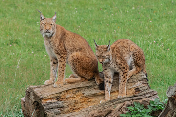 boreal lynx resting in its territory