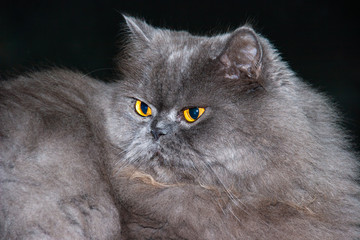 Naklejka na ściany i meble Cat persian grey close up