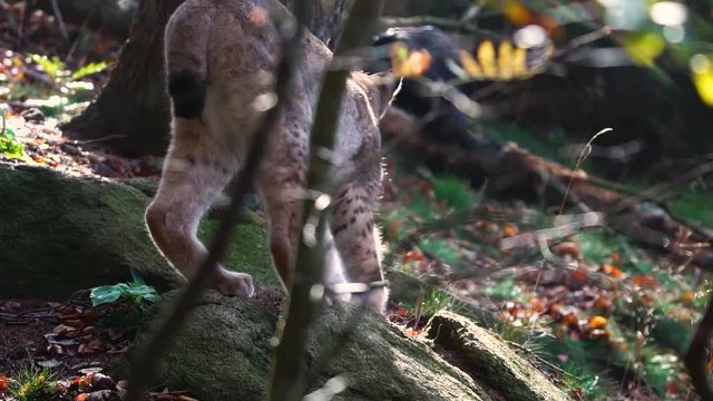 Lynx sniffing for prey in forest