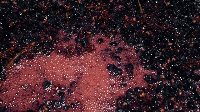 closeup of grapes in wine making process