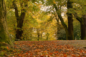 Autumn park woodland 