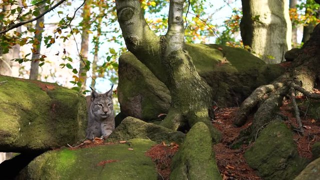 Lynx walking through stones