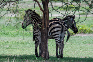 Zebra in the grass nature habitat, Tanzania