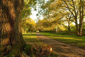 Autumn park woodland 