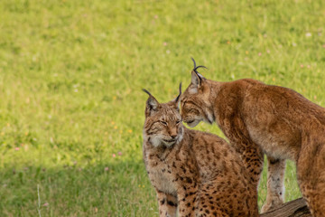 boreal lynx resting in its territory