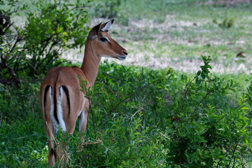 Impala ram in African safari, Tanzania