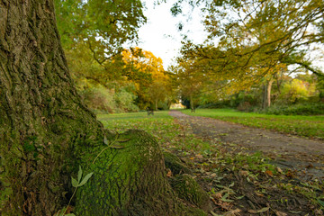 Autumn Fall park woodland