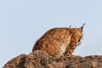 Fototapeta premium boreal lynx resting in its territory