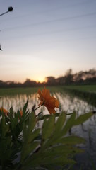 Obraz na płótnie Canvas sunset on rice field