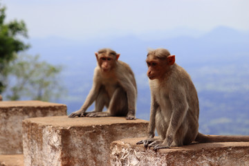 Monkey sitting in a hillstation yelagiri India