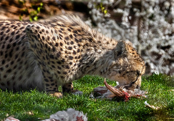 Cheetah eating chicken on the lawn. Latin name - Acinonyx jubatus