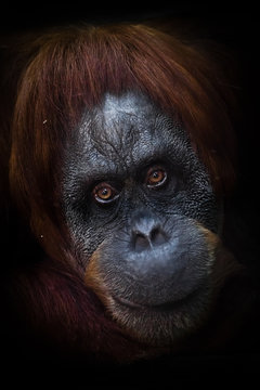 kind look. intellectual face of an orangutan with an ironic look and a half smile, dark background. Isolated black background.