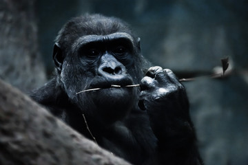  gorilla female on a dark alarming background, a symbol of the threat of extinction of animals.