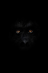 terrible look anthropoid monkeys from the dark, orange eyes shine mysteriously and frighteningly, a symbol of fears, bigfoot and other snow people. - 304098538