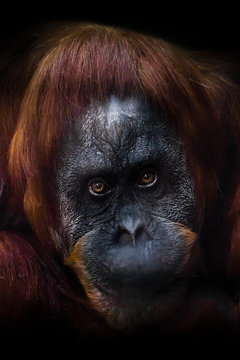 intellectual face of an orangutan with an ironic look and a half smile, dark background.