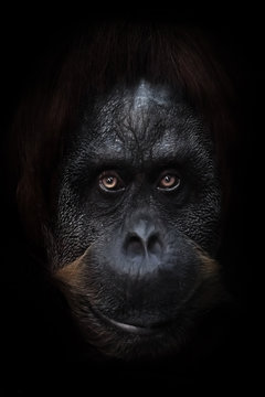 gaze of a sage. intellectual face of an orangutan with an ironic look and a half smile, dark background. Isolated black background.