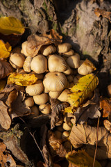 Mushrooms grow near a stump in forest. Golden beautiful autumn.
