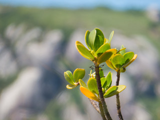 beautiful plants with green and yellow colors