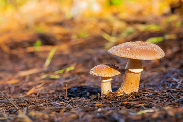 Close-up Mushrooms in a Pine Forest Plantation in Tokai Forest Cape Town