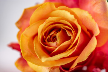 Left upward facing detail center rose petals orange