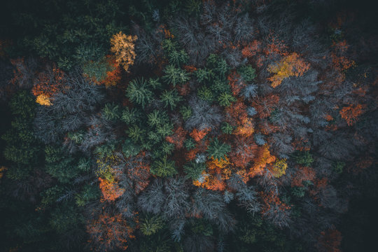 Aerial view of autumn forest in austria