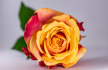 Front of Orange Yellow Red Rose with leaf