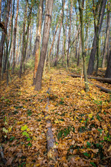 Beautiful sunny autumn landscape with fallen dry red leaves, road through forest and yellow trees