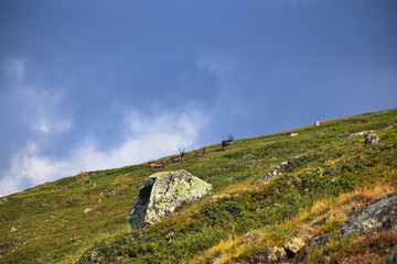 Wild Reindeers, Jotunheimen National Park, Norway