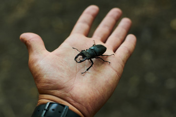 Man holds in the palm of a large beetle.