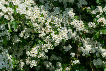 hawthorn flowers