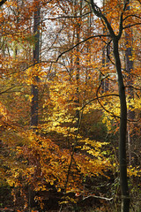 Novemberwald