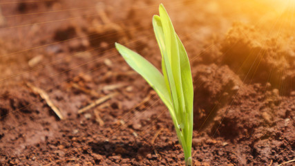 Corn seedlings with sunlight Thailand                               
