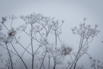 Cane and cow parsley covered with hoar on a cold and icy misty morning at lake "kotermeerstal" in the netherlands