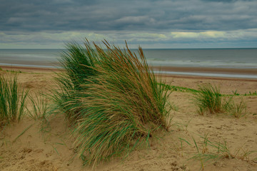 Maram grass on sand dune overlooking beach and sea