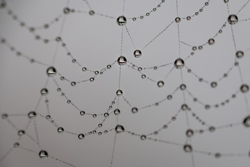 Macro picture of little water drops in a spiderweb taken in wintertime, the Netherlands