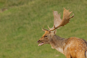 fallow deer grazing in a green meadow