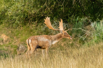 fallow deer grazing in a green meadow