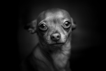 sad dog Chihuahua breed on a black background