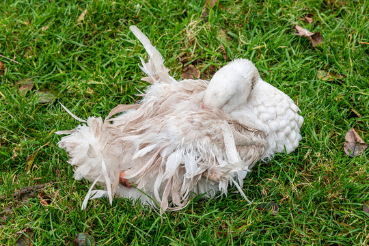 A Sebastopol Goose Sleeping In An Orchard