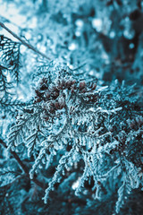 Plants in hoarfrost close-up on a mystical dark blue background. The beginning of winter, the first frost.