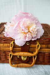 A very beautiful bouquet of pink peonies in a vase stands on a wooden suitcase. Beautiful composition.