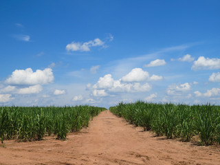 Fototapeta na wymiar sugar cane plantation with road in the middle and beautiful blue sky with clouds
