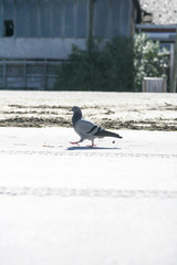 Pigeon on the beach