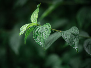 Beautiful greenery. Beautiful green background. Nature concept