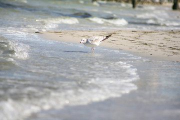 Seagull on the beach