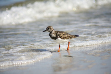 Sandpipper on the beach