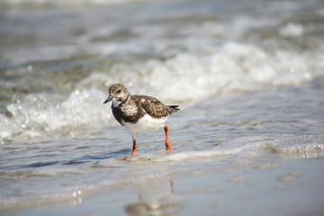 Sandpipper on the beach.