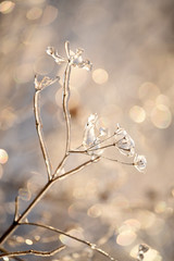 Magic flowers in icy sparkling on a beautiful natural background. Art photo. selective focus.